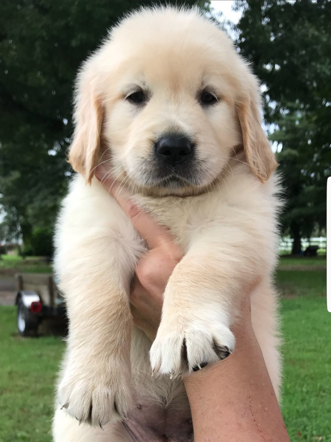 26 Top Photos Golden Retriever Puppies Dallas Pa Golden Retriever 26 Top Photos Golden Retriever Puppies Dallas Pa Golden Retriever