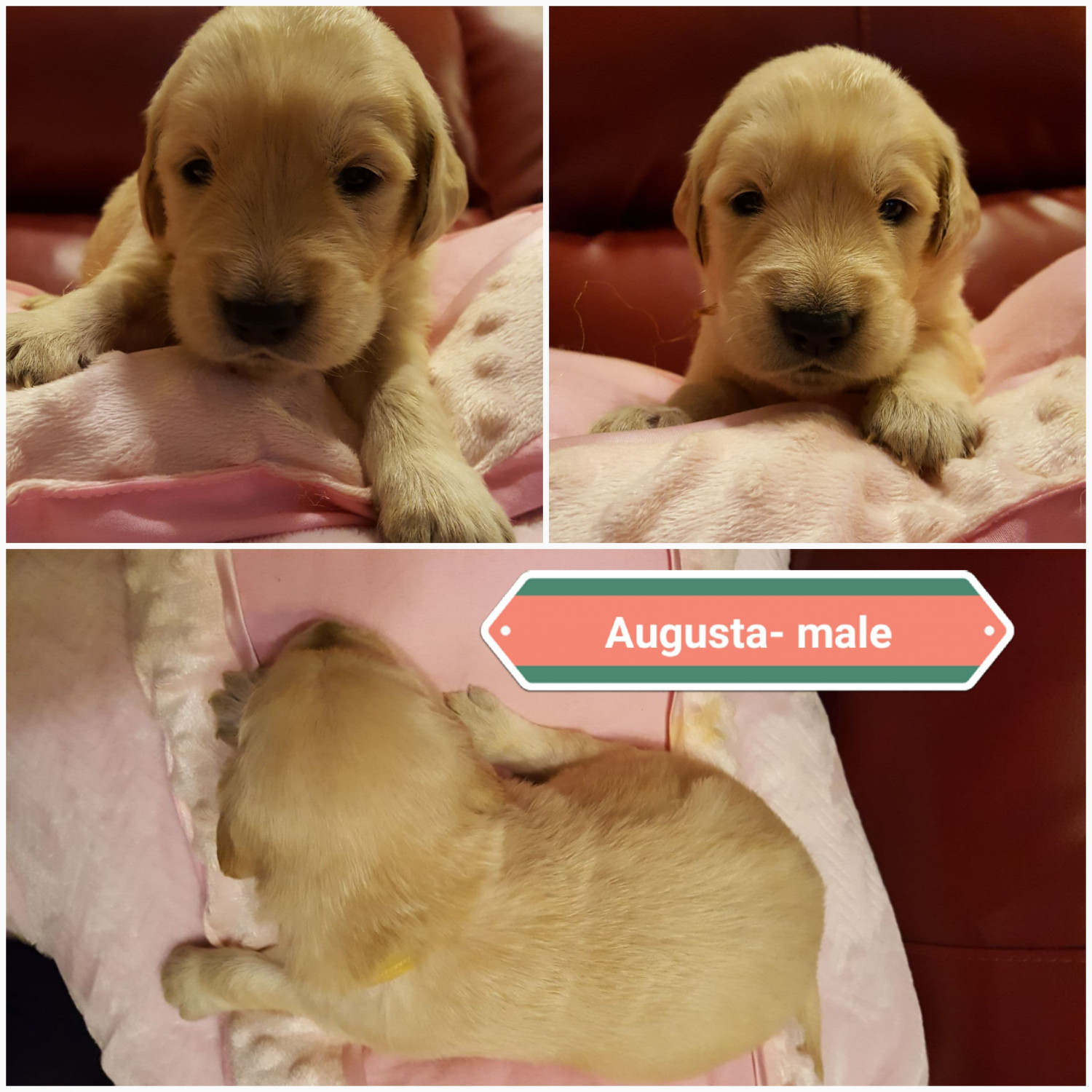 Cute Golden Retriever Puppies For Sale In Iowa