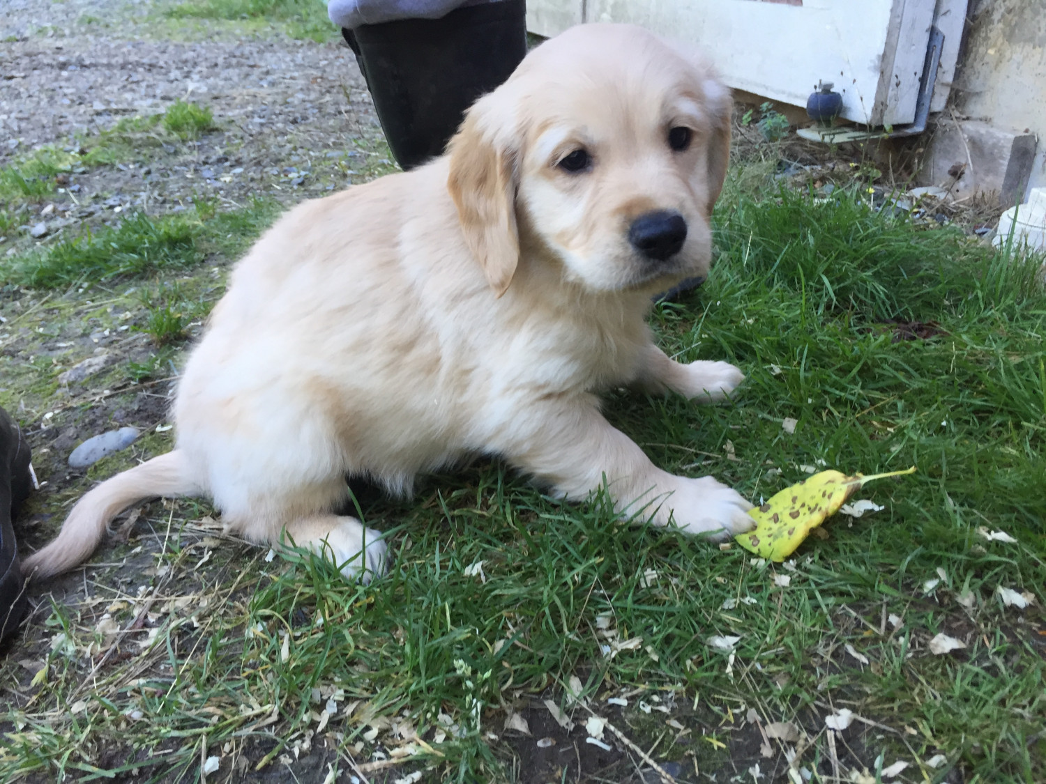 Golden Retriever Puppies For Sale | Bellingham, WA #284546