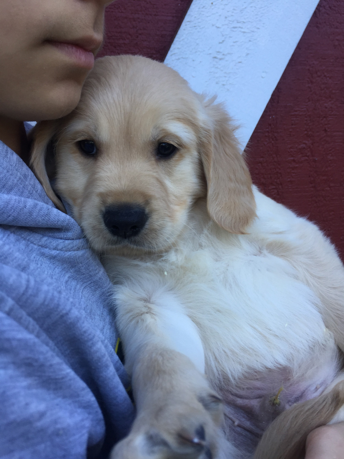 Golden Retriever Puppies For Sale | Bellingham, WA #284546