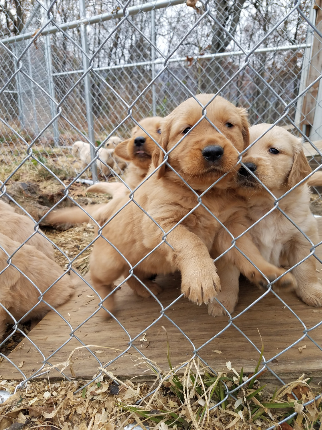 Golden Retriever Puppies For Sale | Harrisonburg, VA #285313