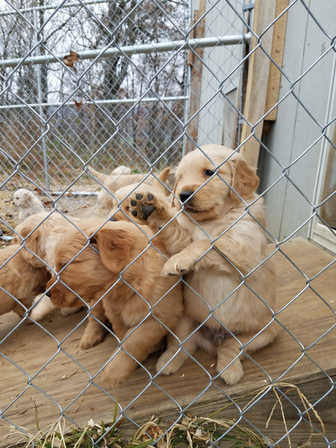 Golden Retriever Puppies For Sale | Harrisonburg, VA #285313