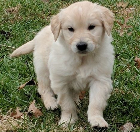 Golden Retriever Puppies For Sale | Indianapolis, IN #286344