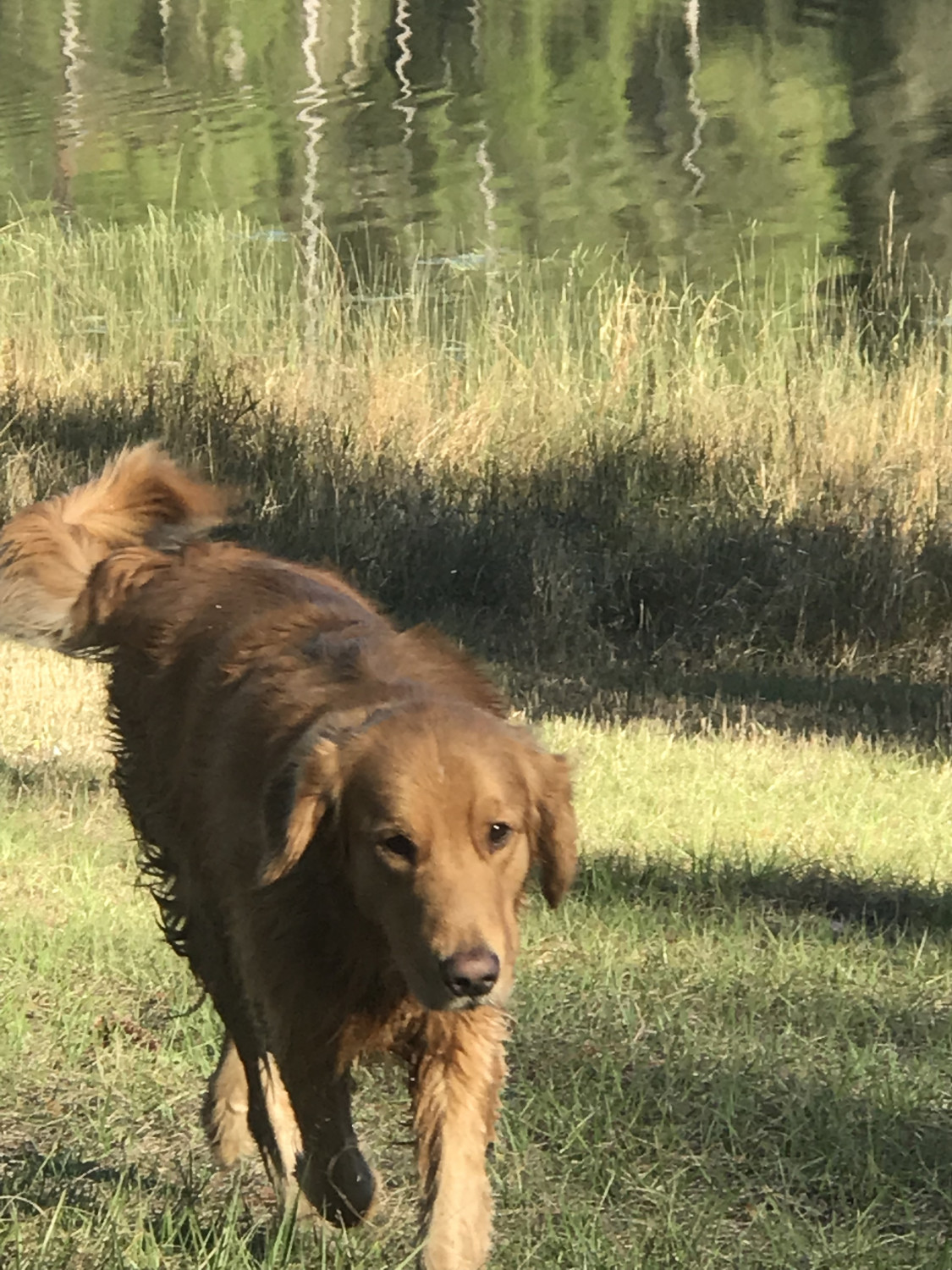 Golden Retriever Puppies For Sale Lady Lake Fl 289188