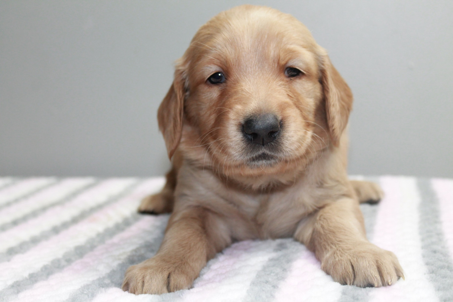 Golden Retriever Puppies For Sale | Rocky Mount, VA #289663
