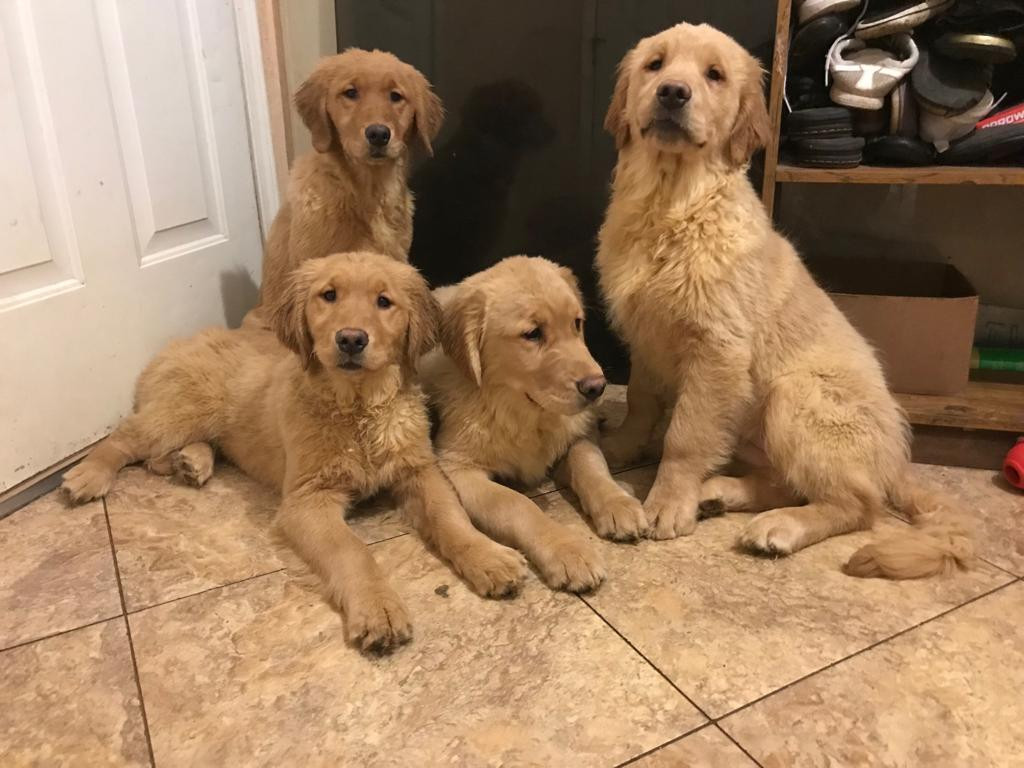 Golden Retriever Puppies For Sale Rochester Hills Mi 292115