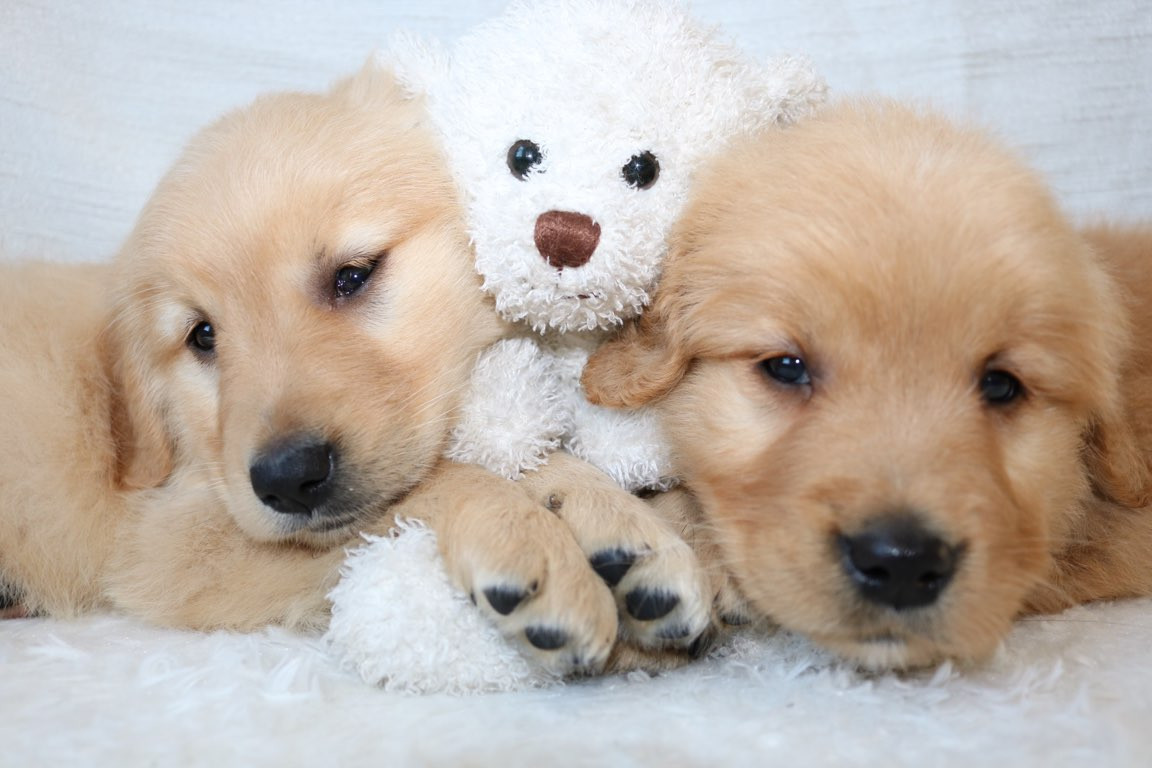 Golden Retriever Puppies For Sale | Villa Park, IL #174234