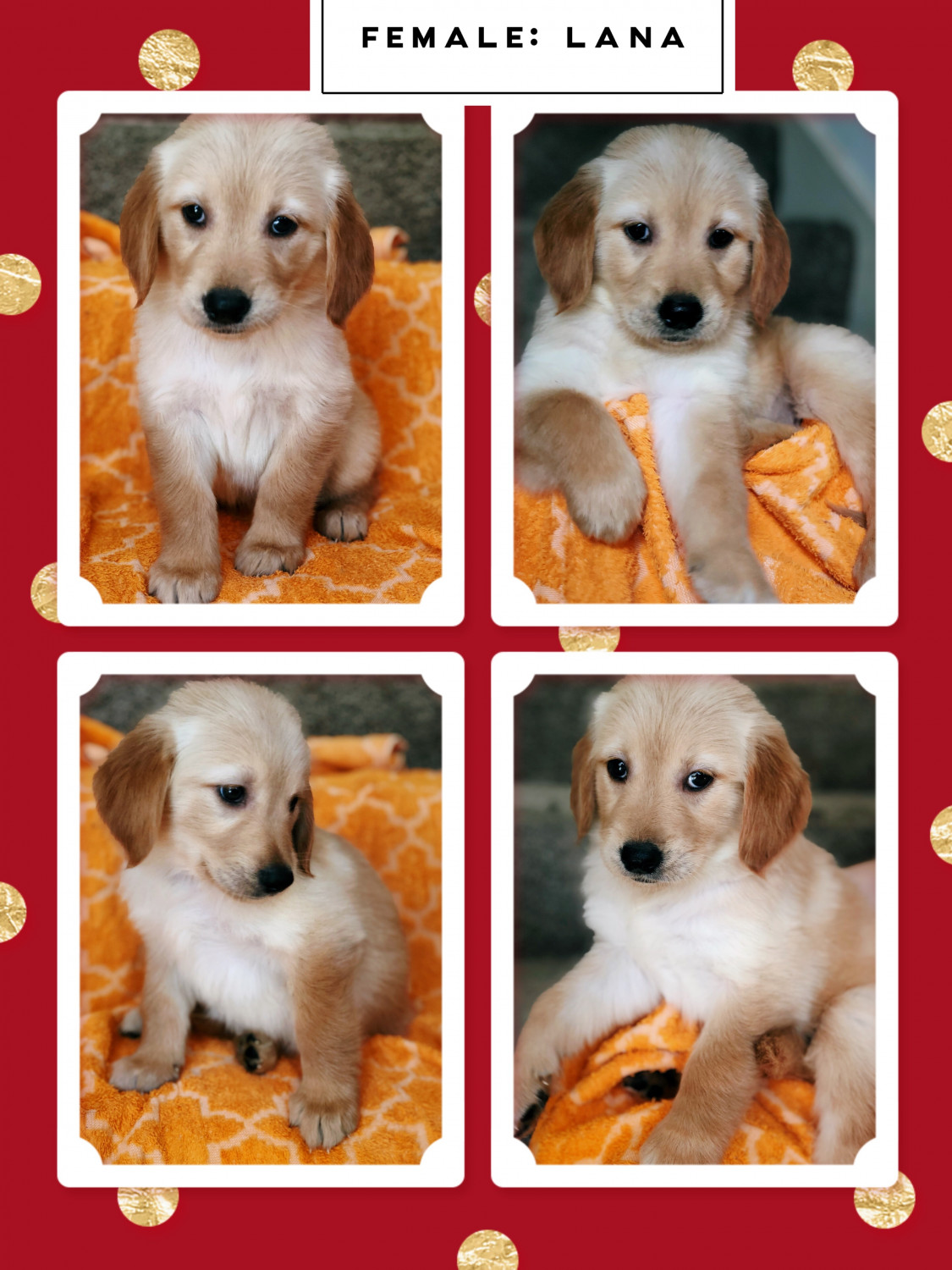 Golden Retriever Puppies For Sale | Sugar Land, TX #297644