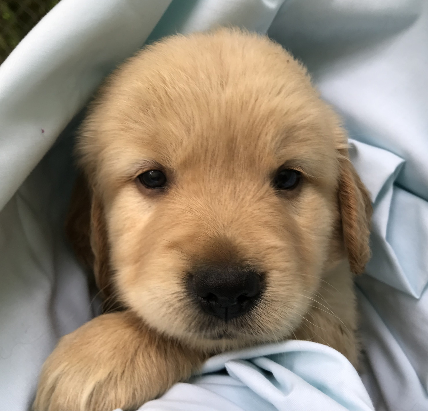 Golden Retriever Puppies For Sale Great Valley, NY 299210