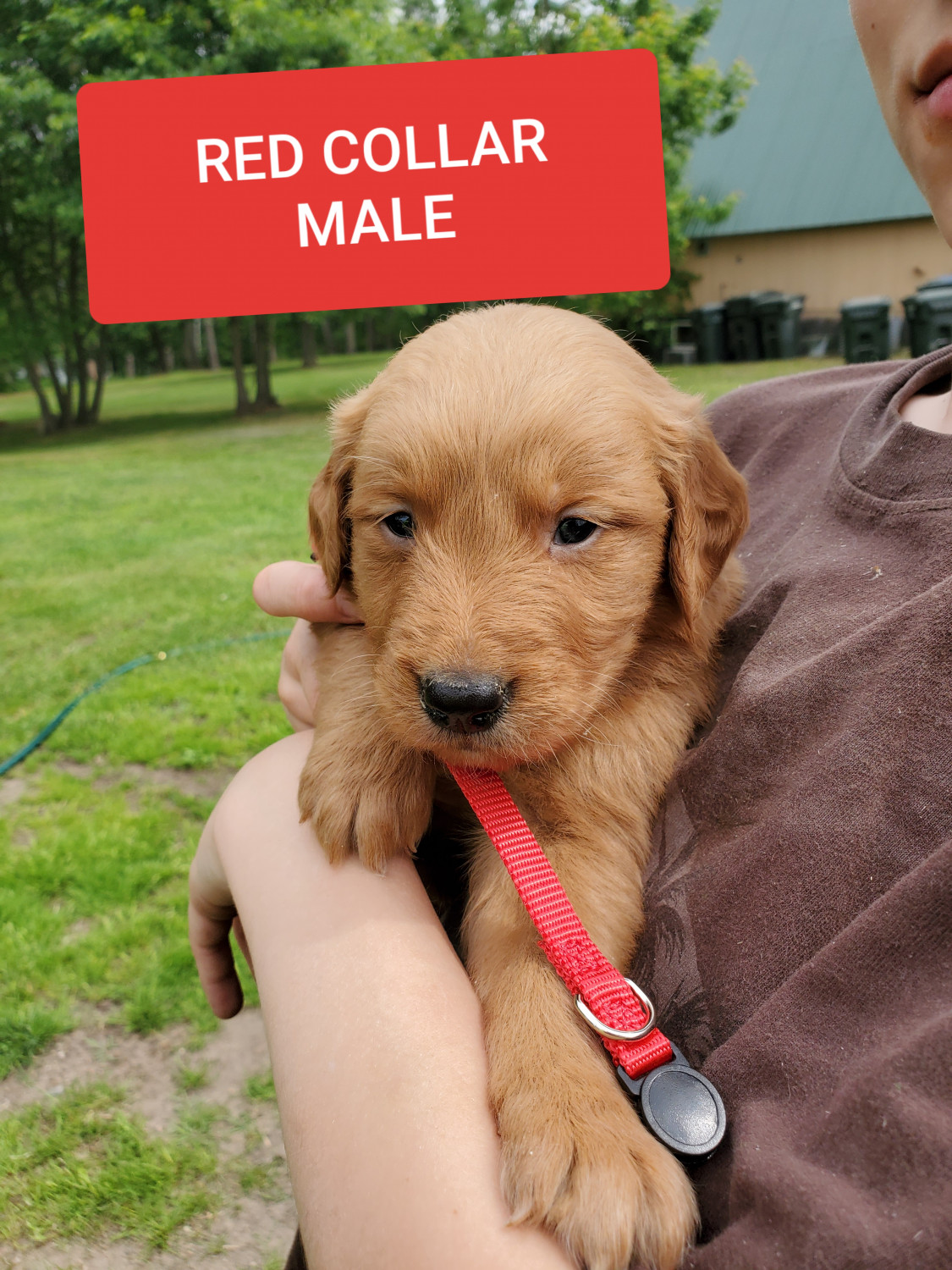 Golden Retriever Puppies For Sale | Pine River, MN #300350