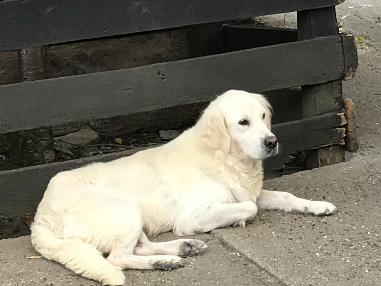 Golden Retriever Puppies For Sale Broadway, VA 305372