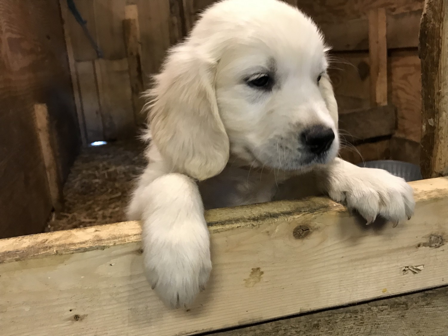 Golden Retriever Puppies For Sale Broadway, VA 305372