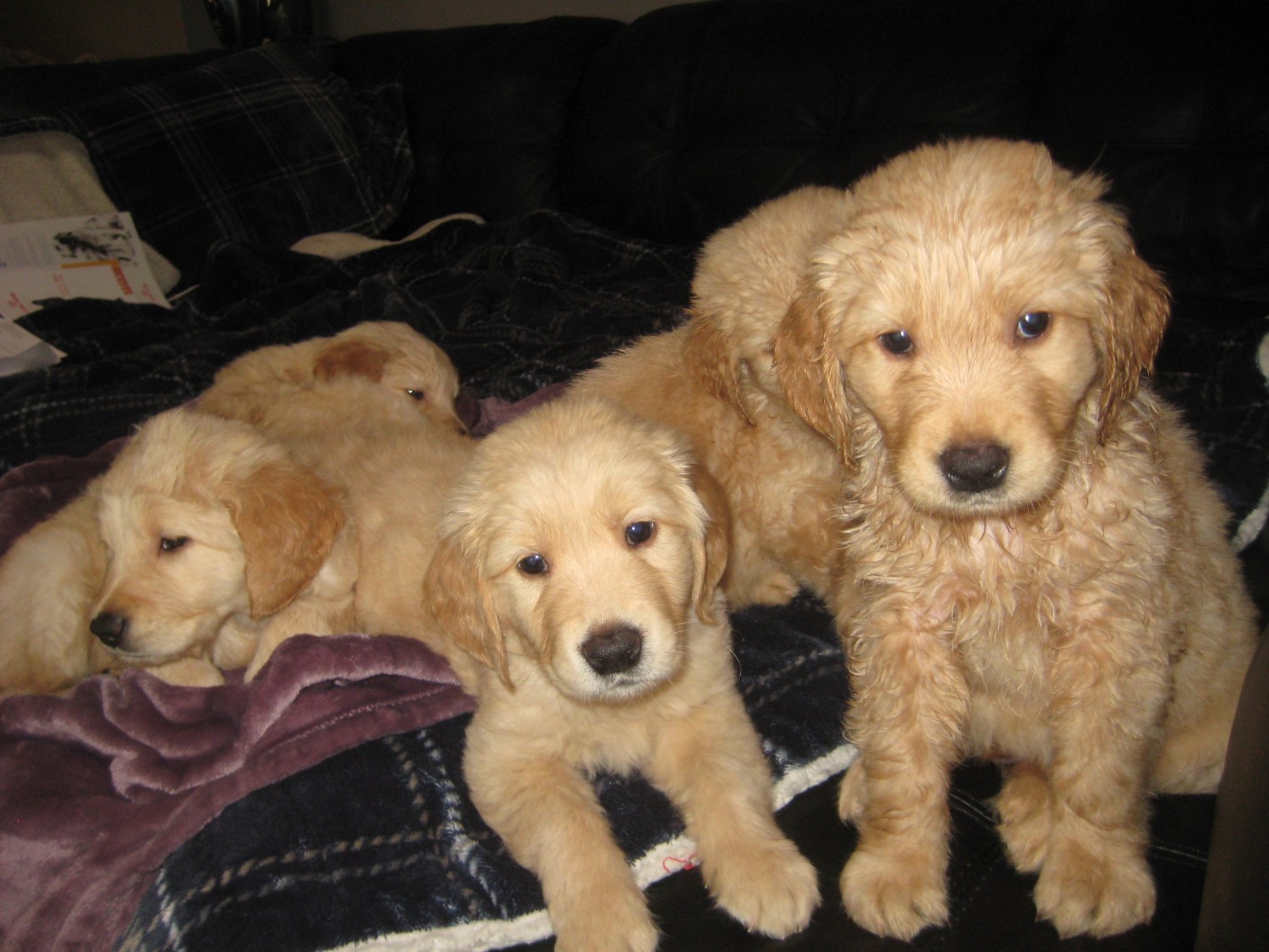 Golden Retriever Puppies For Sale | Federal Way, WA #310319
