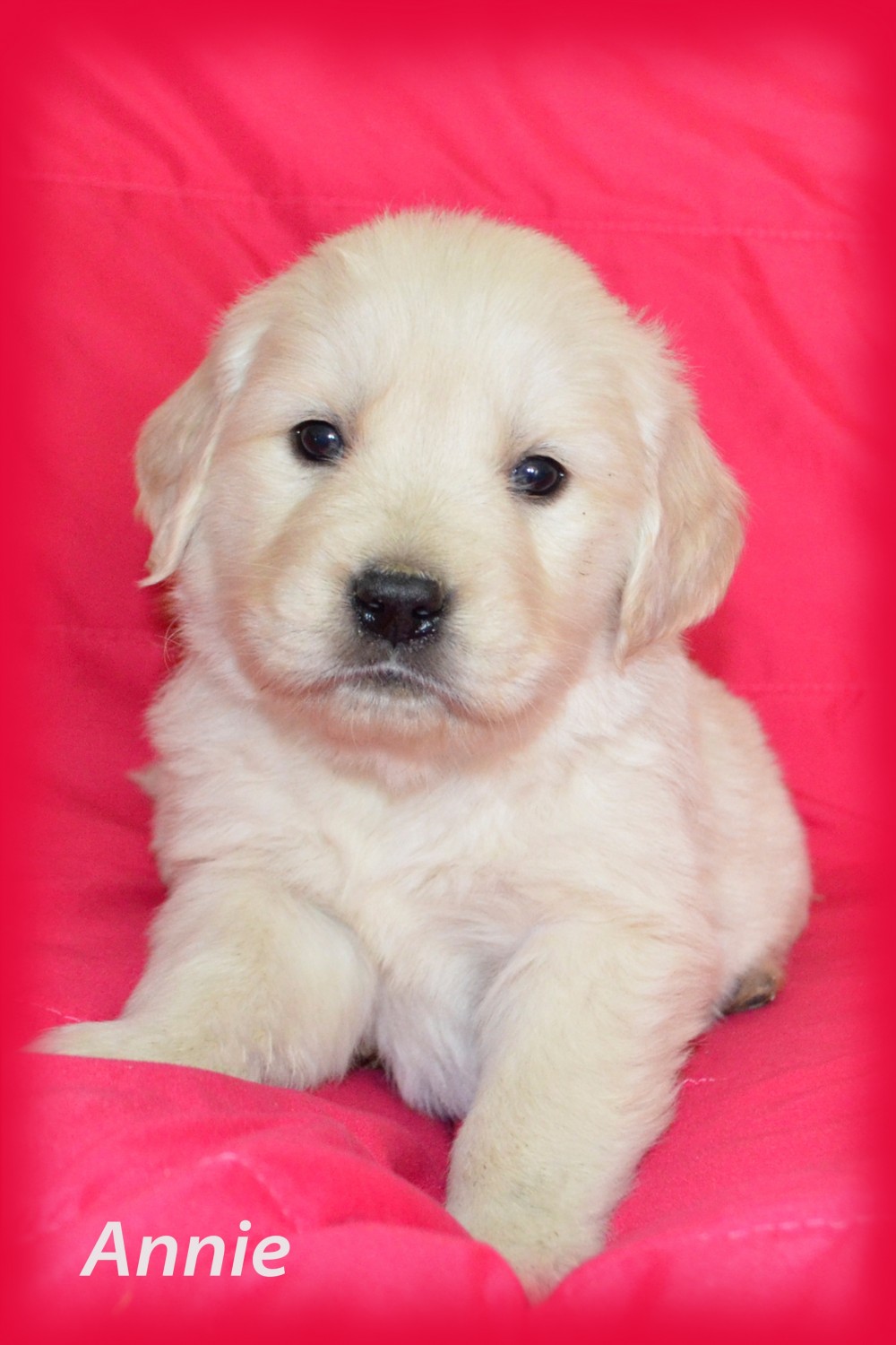 Golden Retriever Puppies For Sale | Cincinnati, OH #320805