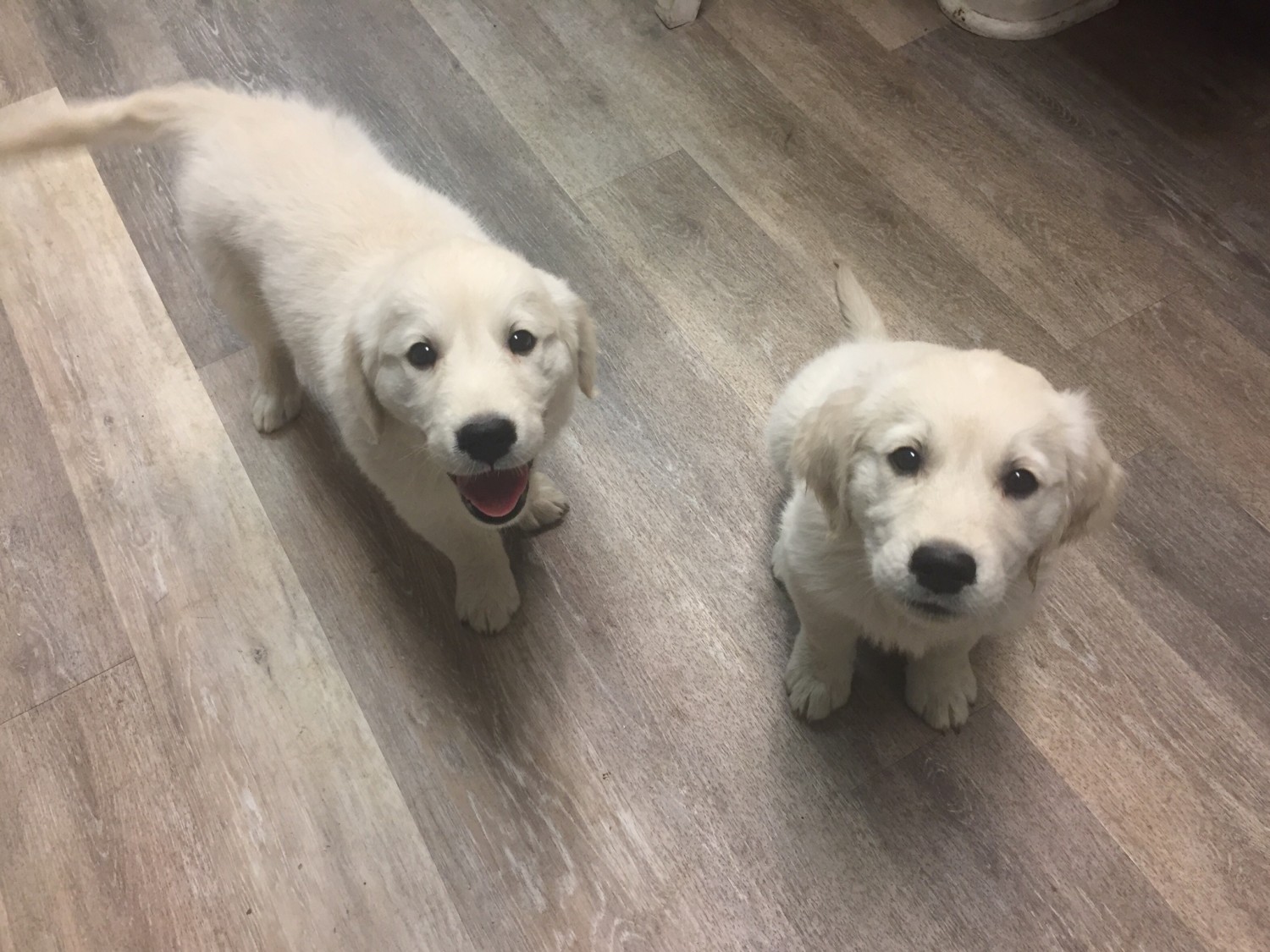 Golden Retriever Puppies For Sale | Champaign County, OH ...