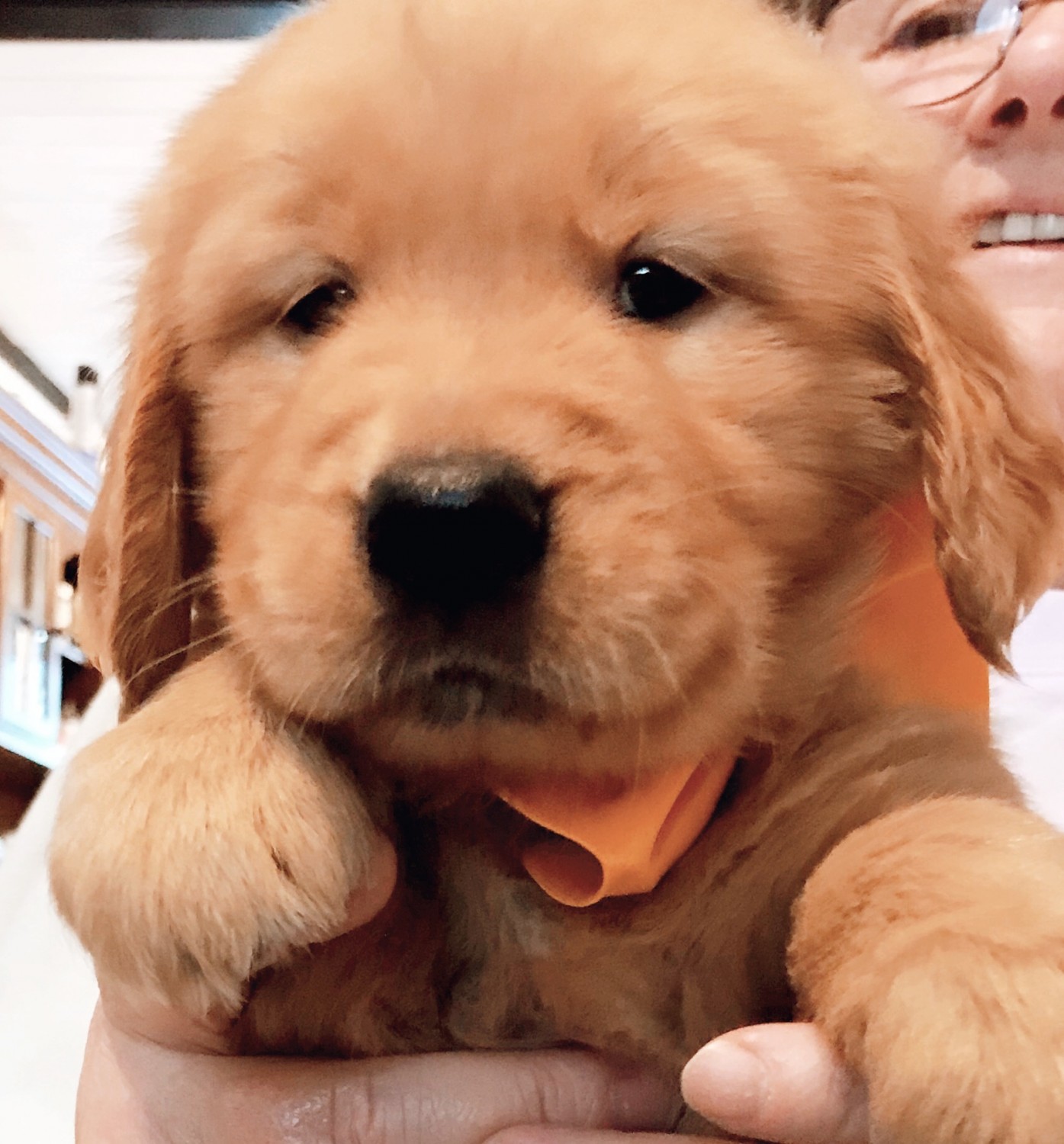Golden Retriever Puppies For Sale Winchester Nh 322103