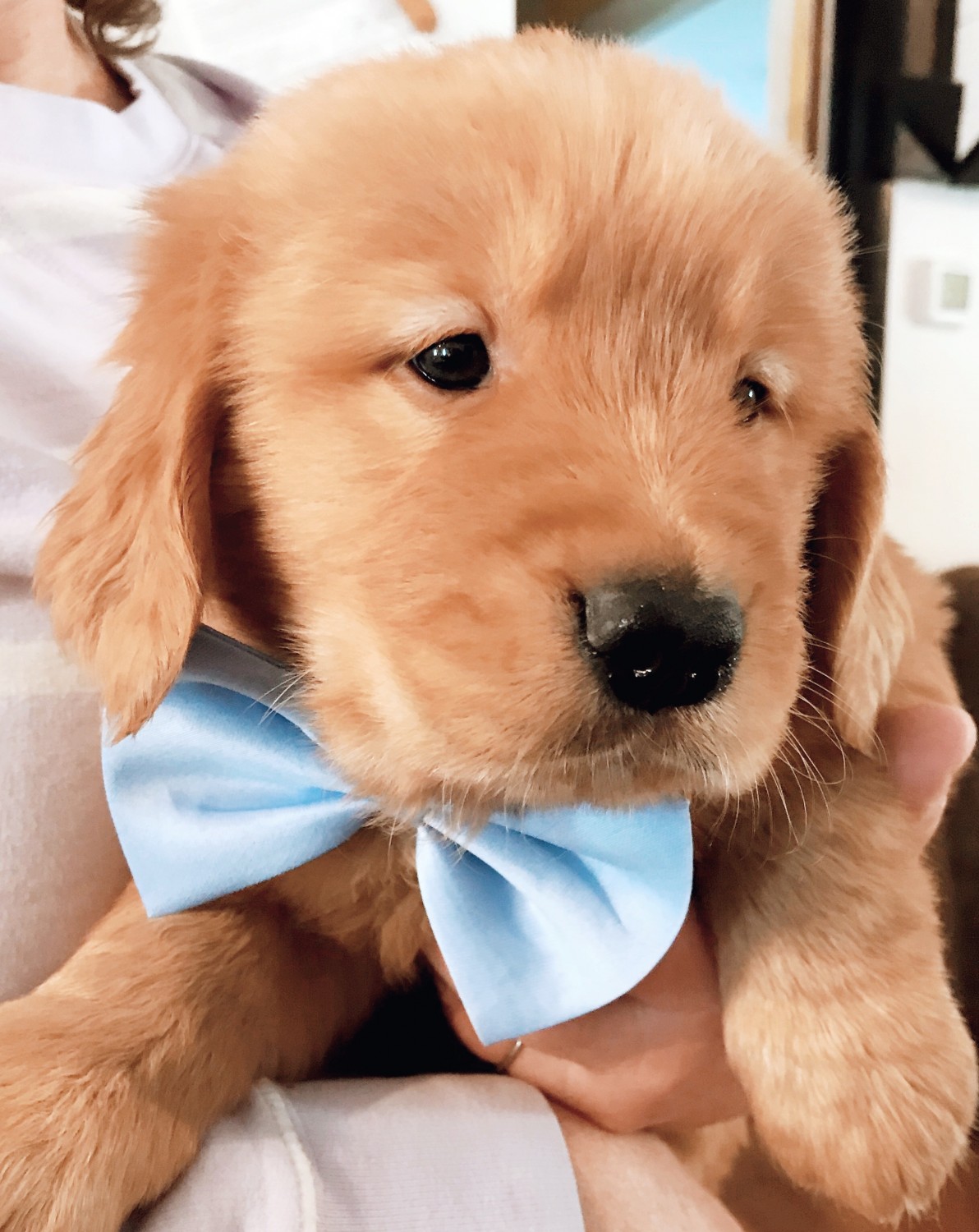 Golden Retriever Puppies For Sale Winchester Nh 322103