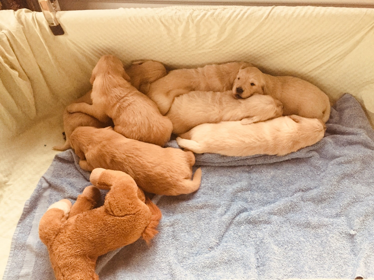 Golden Retriever Puppies For Sale Gilbert, AZ 323143