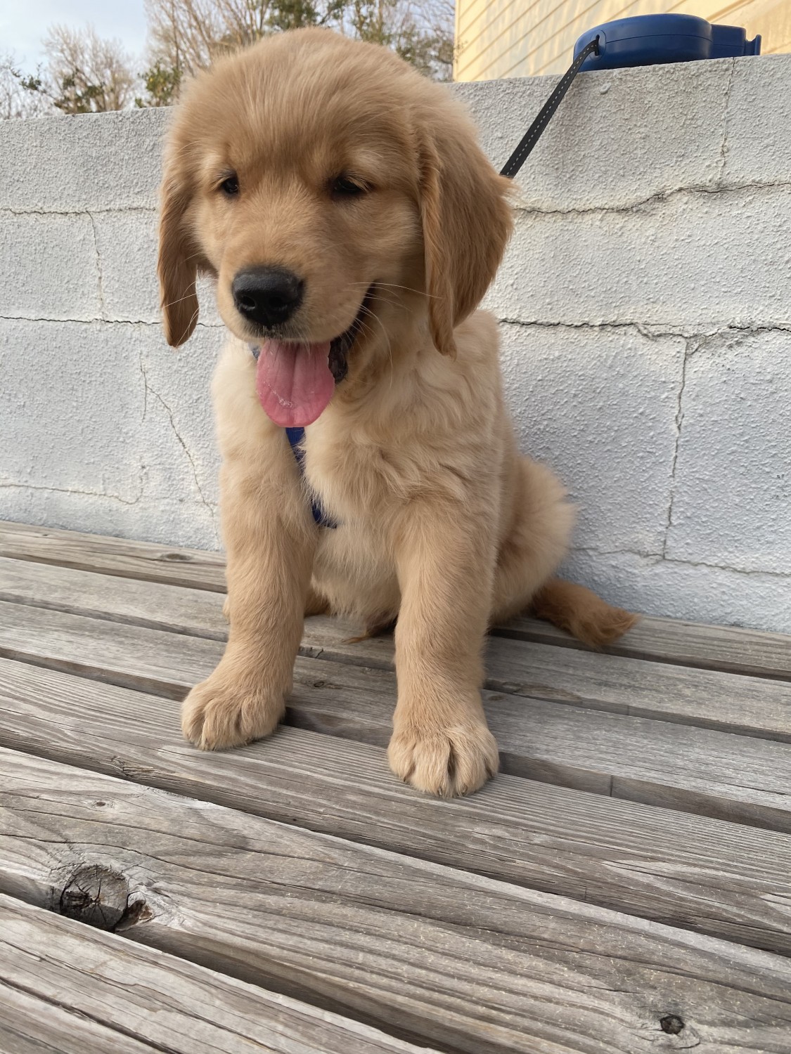 Golden Retriever Puppies For Sale Cary, NC 326586