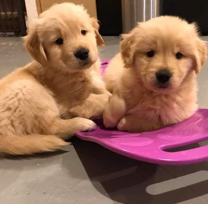 Golden Retriever Puppies For Sale Phoenix, AZ 328894