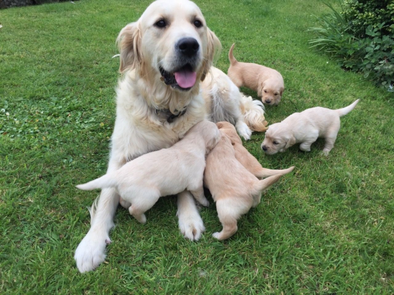 golden retriever puppies for sale in ga