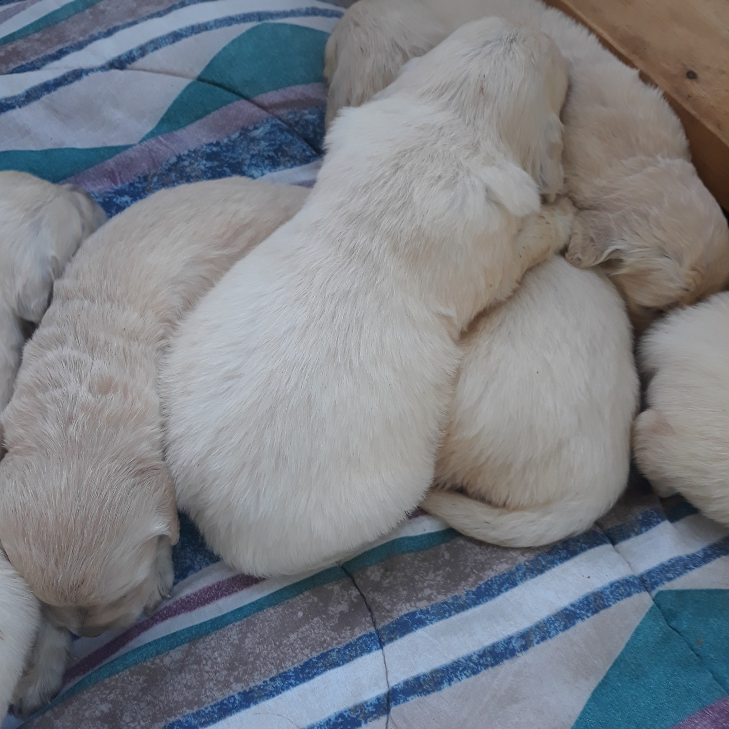 Golden Pyrenees Puppies For Sale Oregon