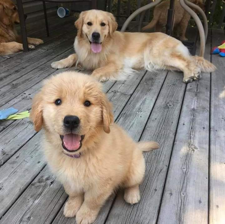Golden Retriever Puppies For Sale Michigan City, IN 335139