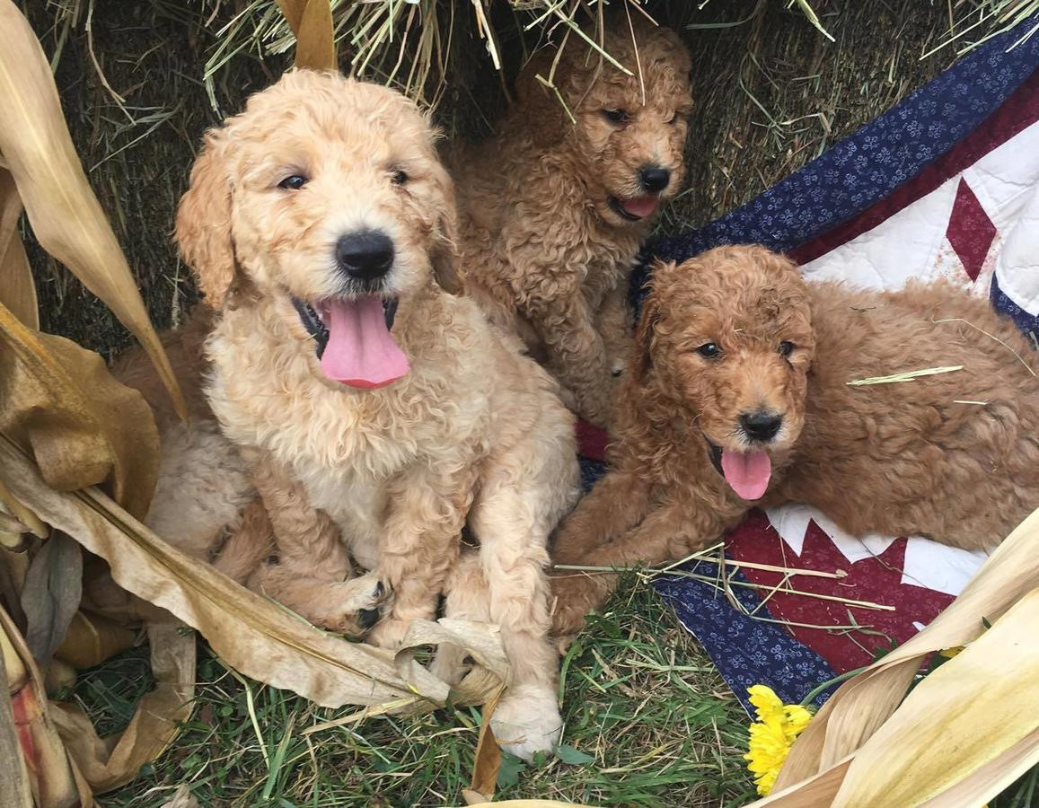 Goldendoodle Puppies For Sale Dallas, TX 244739