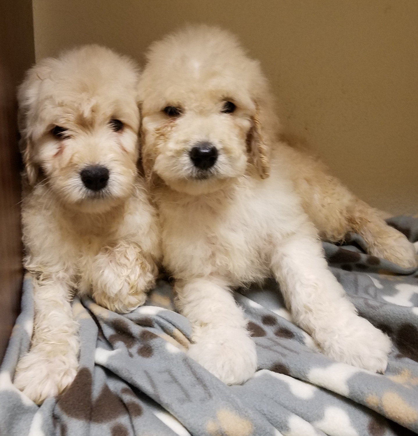 Goldendoodle Puppies For Sale Granger, WA 246318