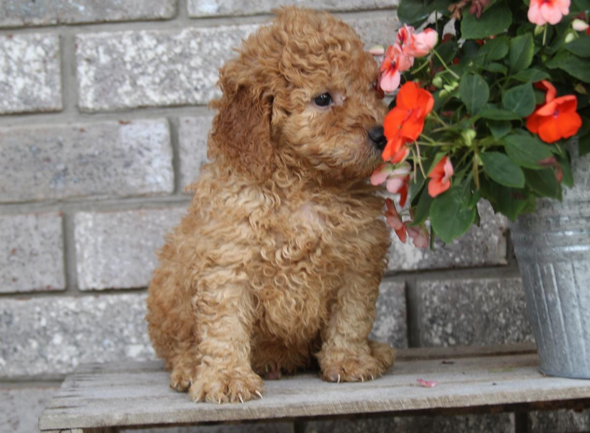 "Goldendoodle" Puppies For Sale Los Angeles, CA 248633