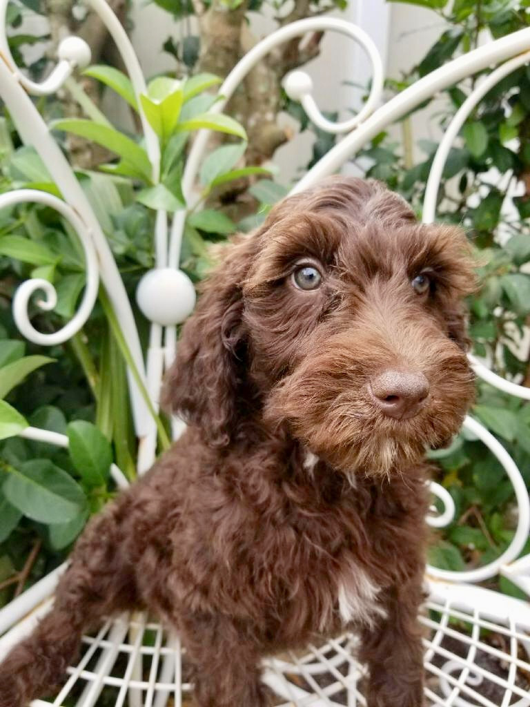 Goldendoodle Puppies For Sale Kissimmee, FL 261250