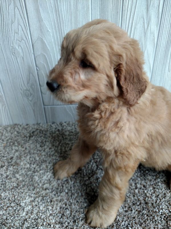 Goldendoodle Puppies For Sale Sarasota, FL 263972