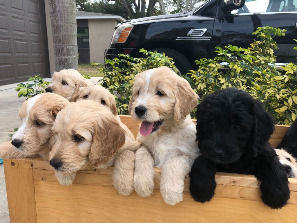 Goldendoodle Puppies For Sale Clearwater, FL 259658