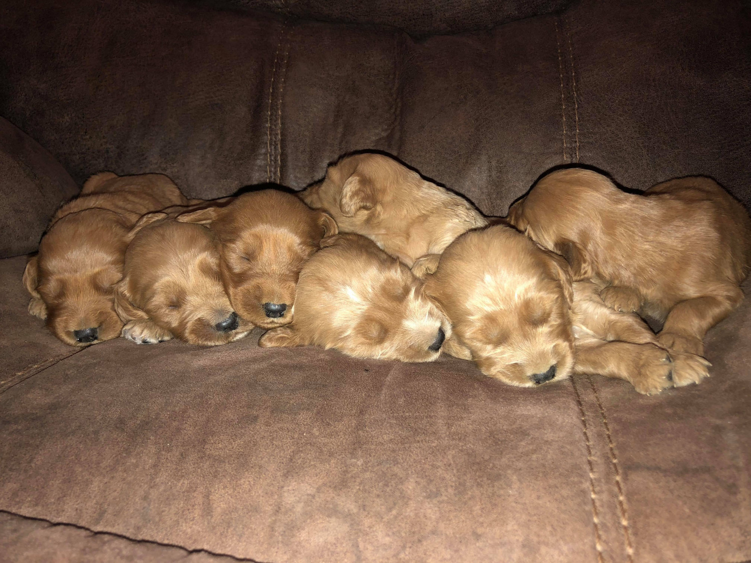 Goldendoodle Puppies For Sale Smithfield, KY 274009