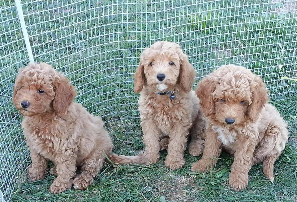 Goldendoodle Puppies For Sale Fresno, CA 283392
