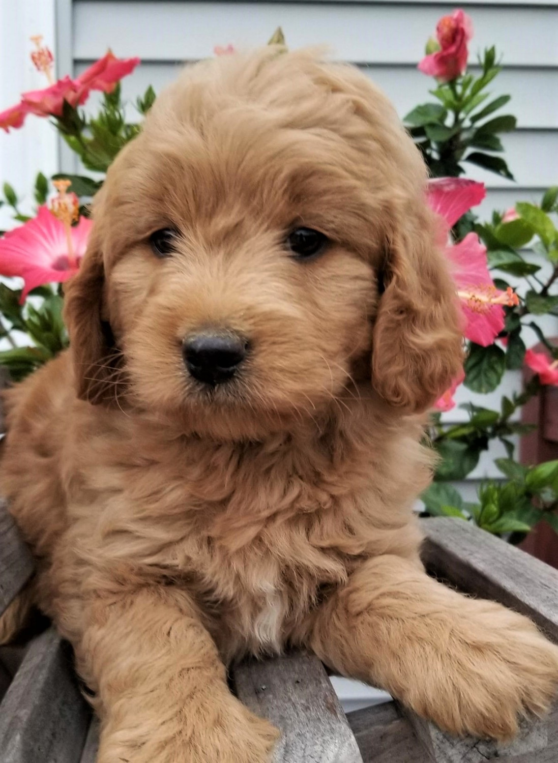 Goldendoodle Puppies For Sale | Middleburg, PA #283736