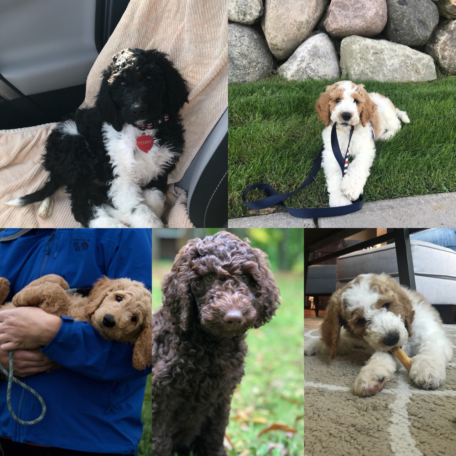 Goldendoodle Puppies For Sale Duluth, MN 284553