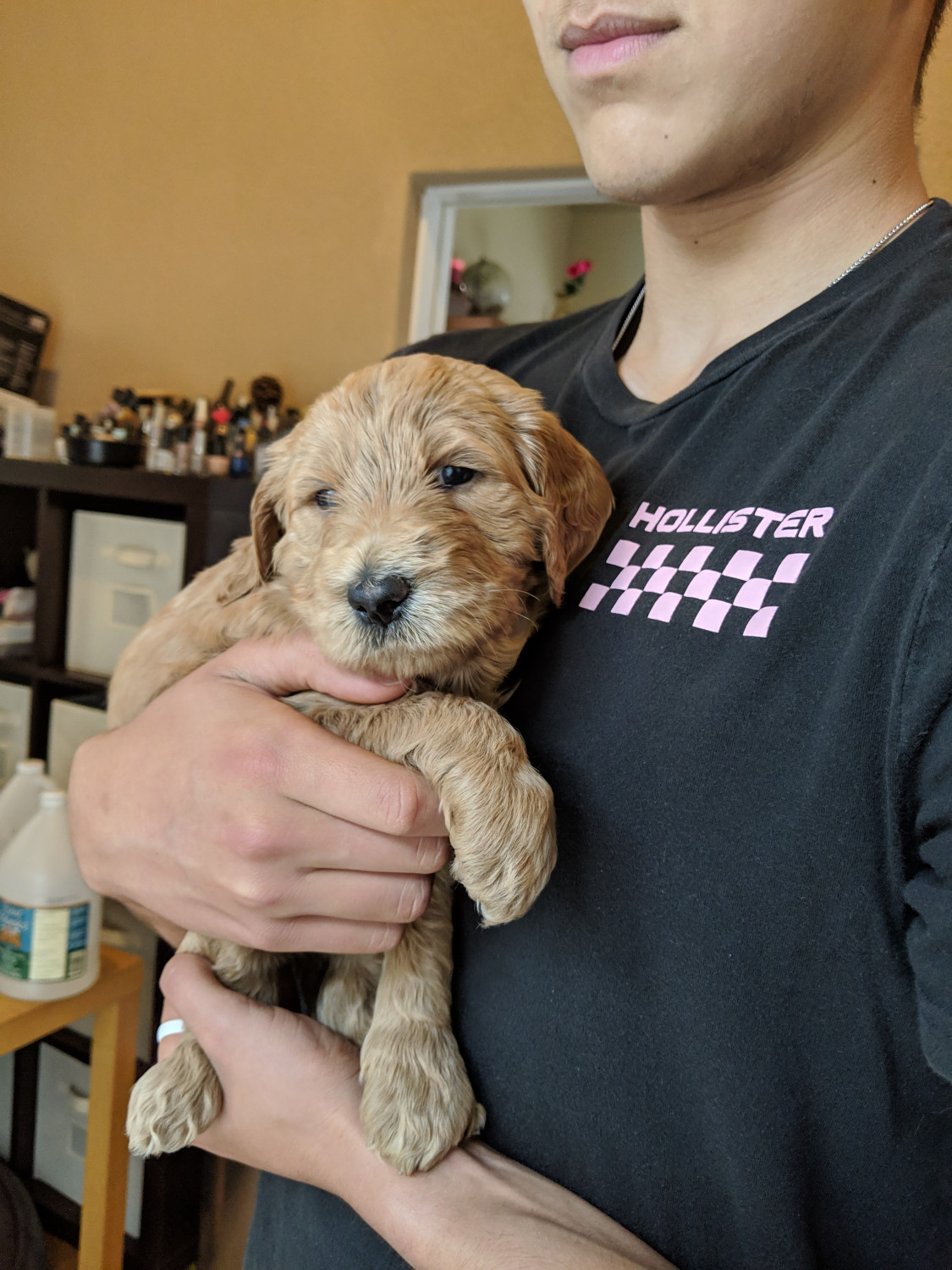 Goldendoodle Puppies For Sale | Church Avenue, CA #294968