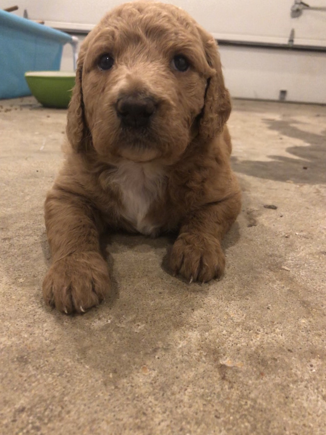 Goldendoodle Puppies For Sale Gladstone, MO 304390