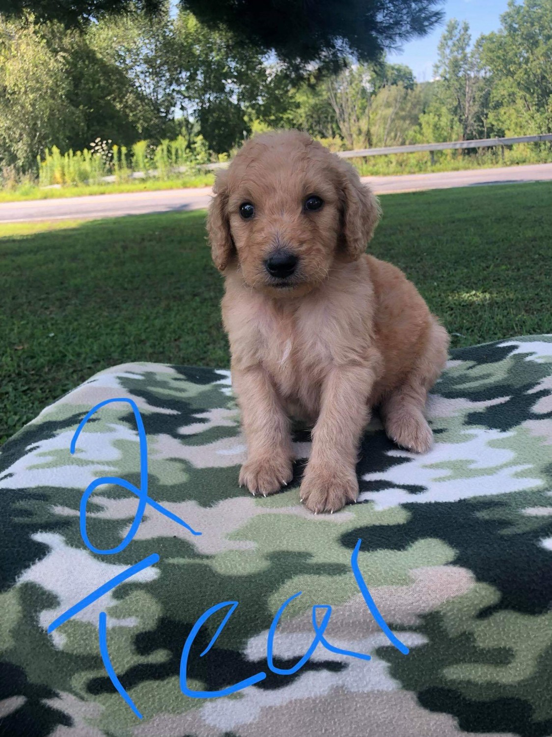 Goldendoodle Puppies For Sale Rodman, NY 305196
