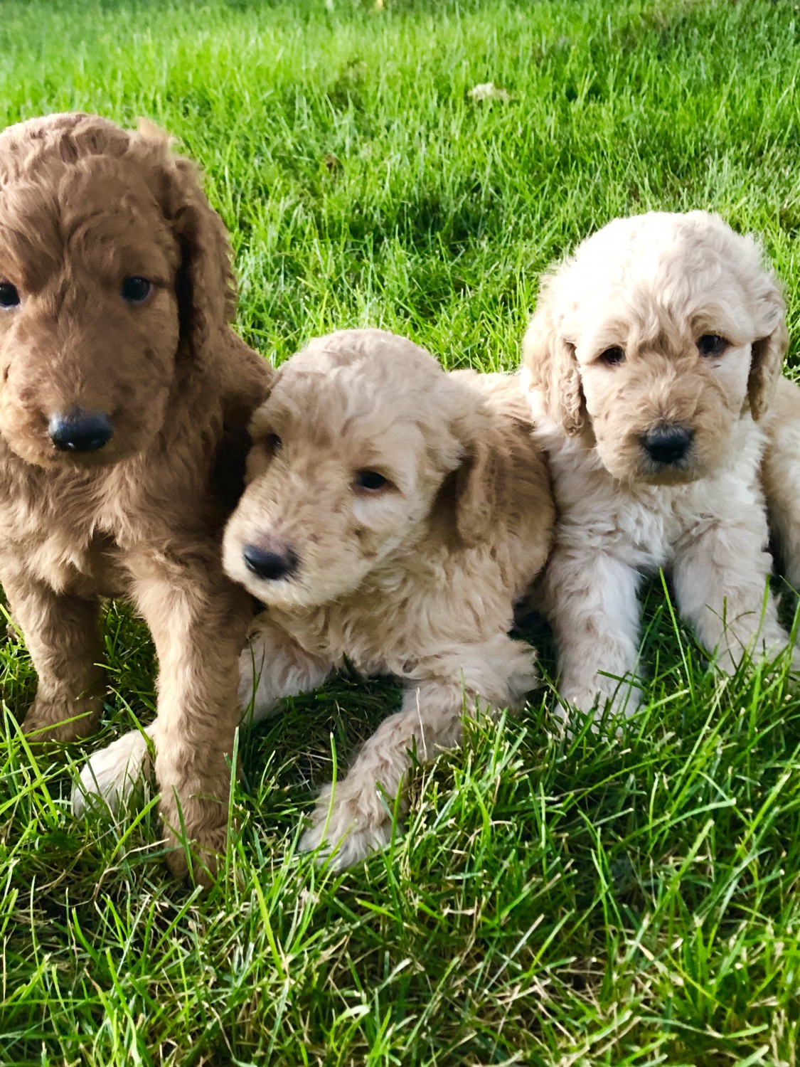 Goldendoodle Puppies For Sale | Flagstaff, AZ #306744