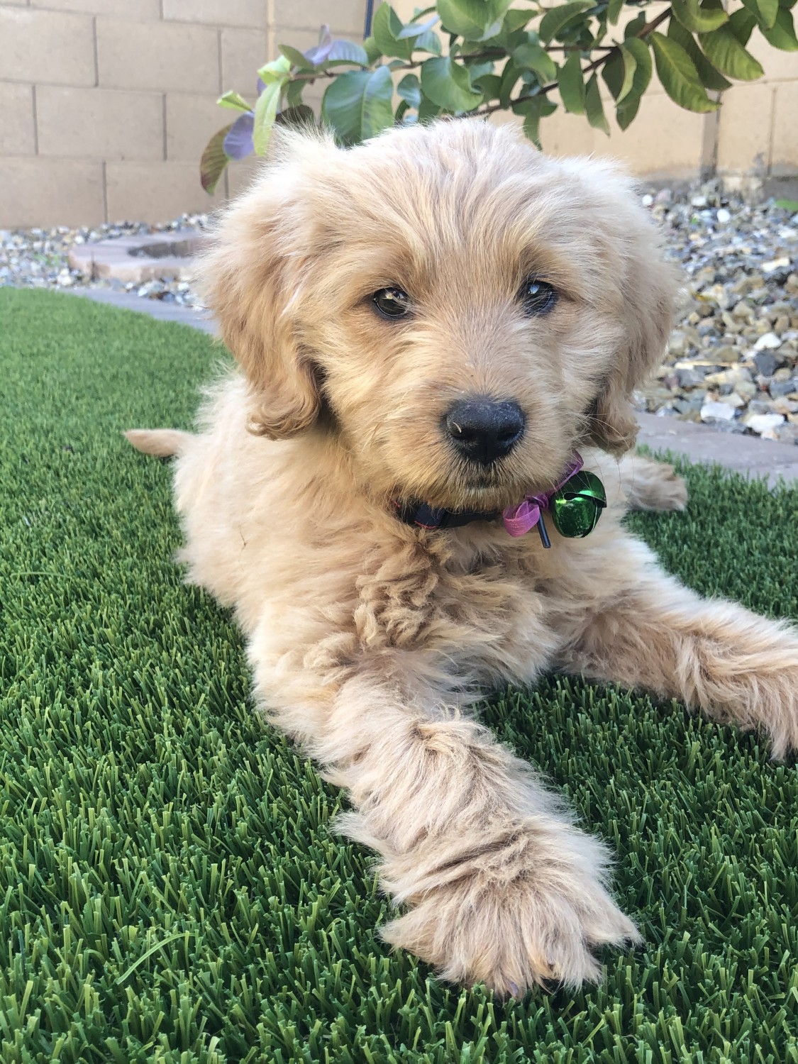 Goldendoodle Puppies For Sale | Gilbert, AZ #320944