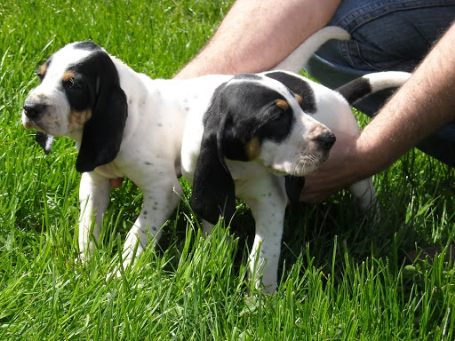 Grand Anglo Francais Blanc Et Noir Vs Beagle Breed Comparison