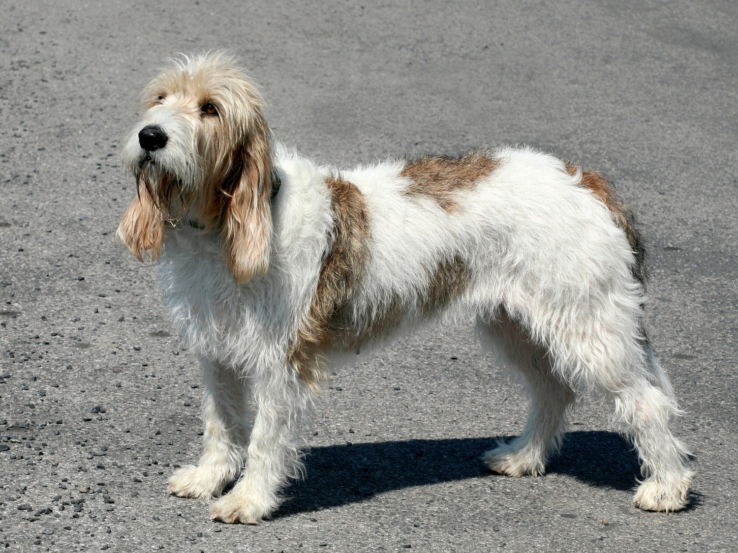 Grand Basset Griffon Vendeen Dog Breed Information Images Characteristics Health