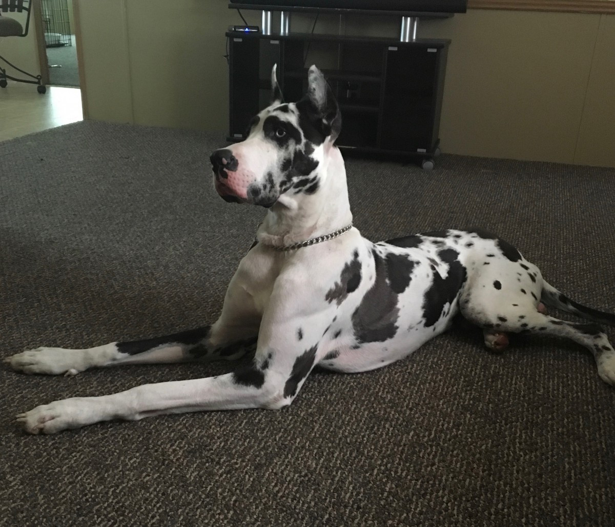 Great Dane Puppies For Sale Fayetteville, NC 165773