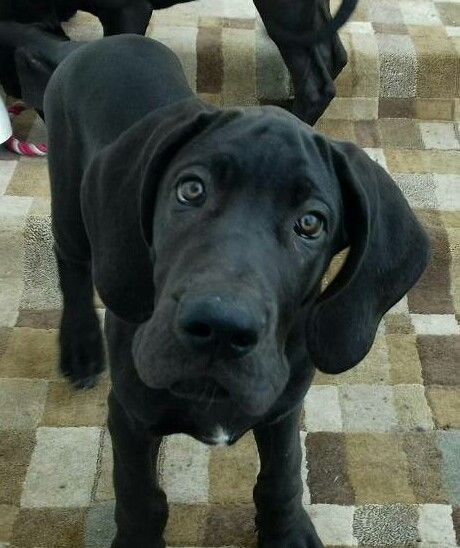 black great dane for sale
