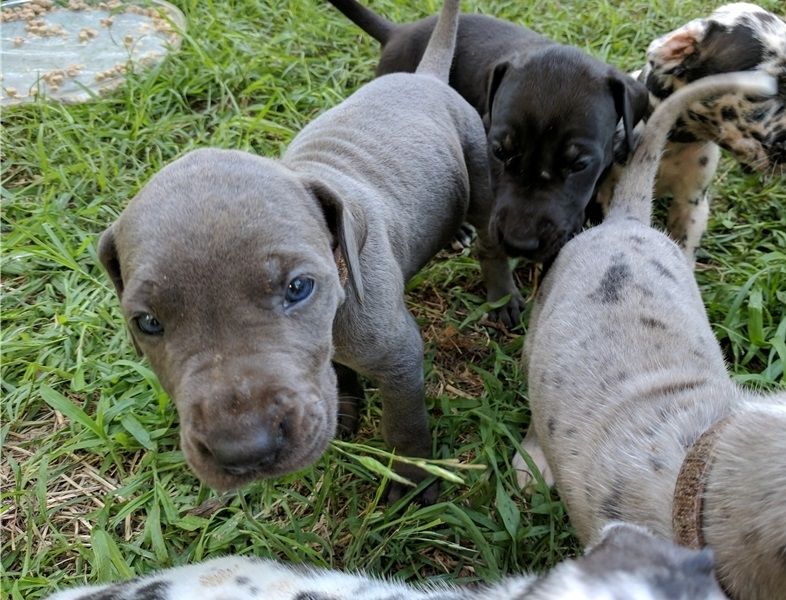 Great Dane Puppies For Sale | El Paso, TX #213395