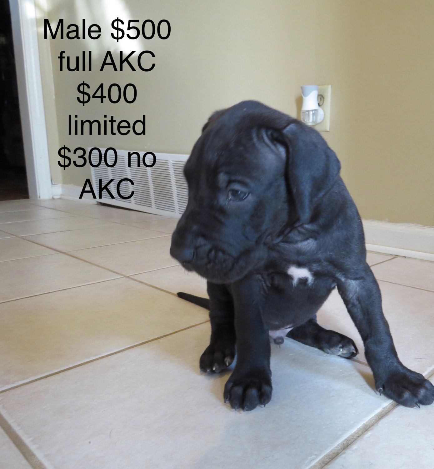 Great Dane Puppies For Sale | Memphis, TN #237881