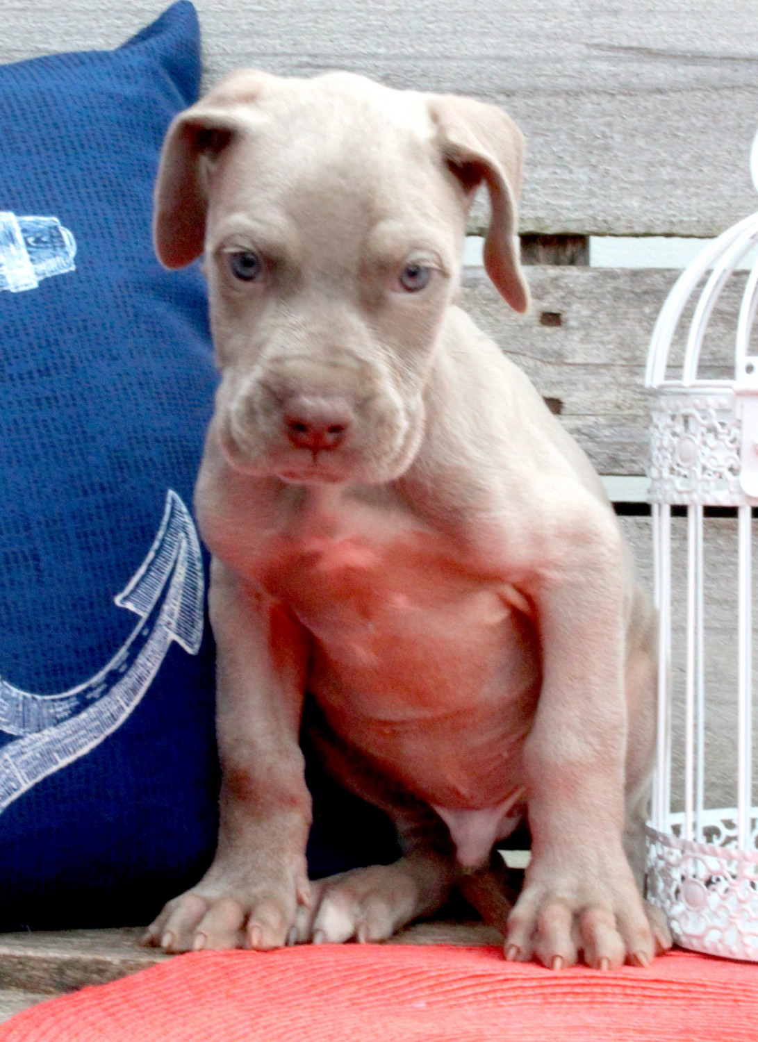 great dane puppies for sale in ohio