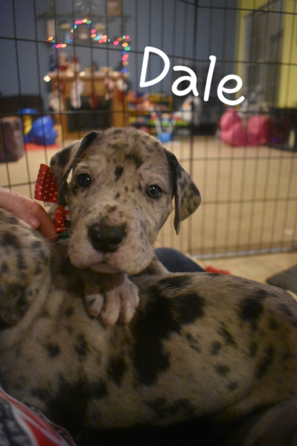 Great Dane Puppies For Sale Morristown, IN 287241